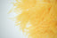 Dark Yellow Natural Ostrich Feather Fringes