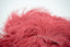 Brick Red Natural Ostrich Feather Fringes