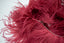 Grapefruit Red Natural Ostrich Feather Fringes