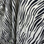 Zebra Rayon